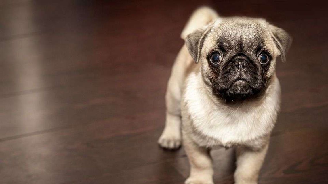 Jaka karma dla psa sprawdzi się w jego codziennym żywieniu?