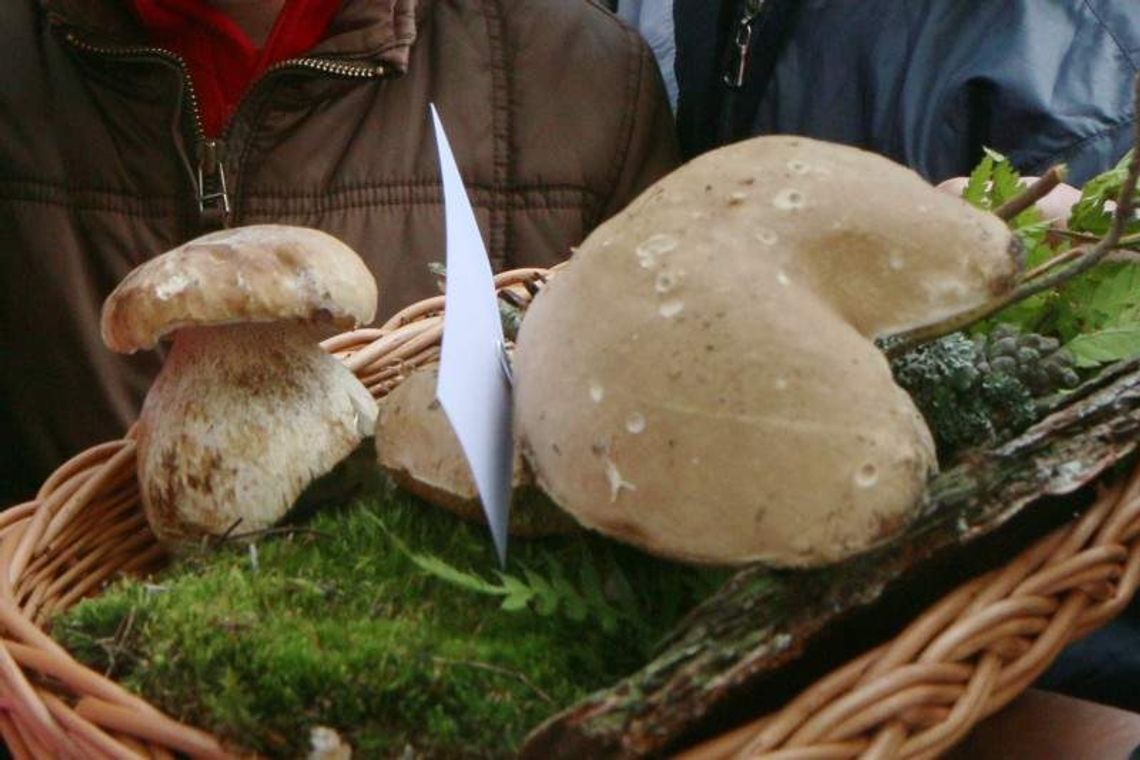 Jakie grzyby możemy jeść bez obaw?