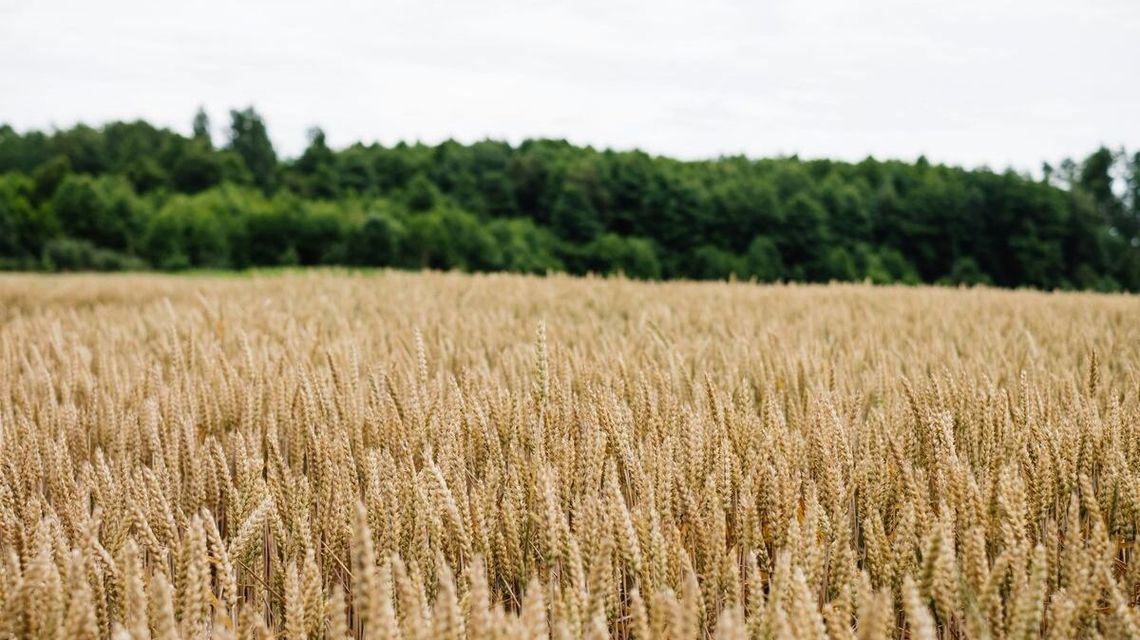 Jakie miasta warto odwiedzić na Mazurach? Jakie miasta warto odwiedzić na Mazurach?