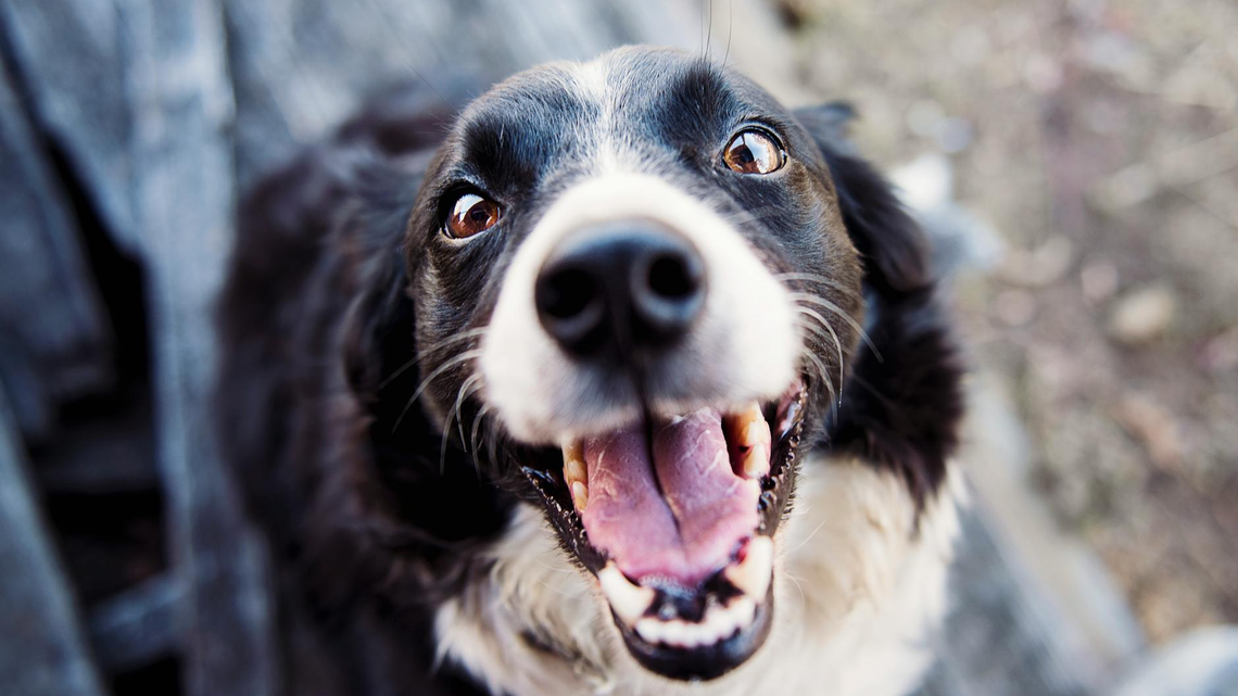 Jakie można kupić karmy dla psów w Media Expert?