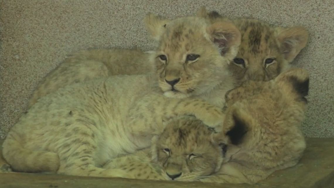 Jakie słodziaki! Zoo pokazało cztery lwiątka angolskie