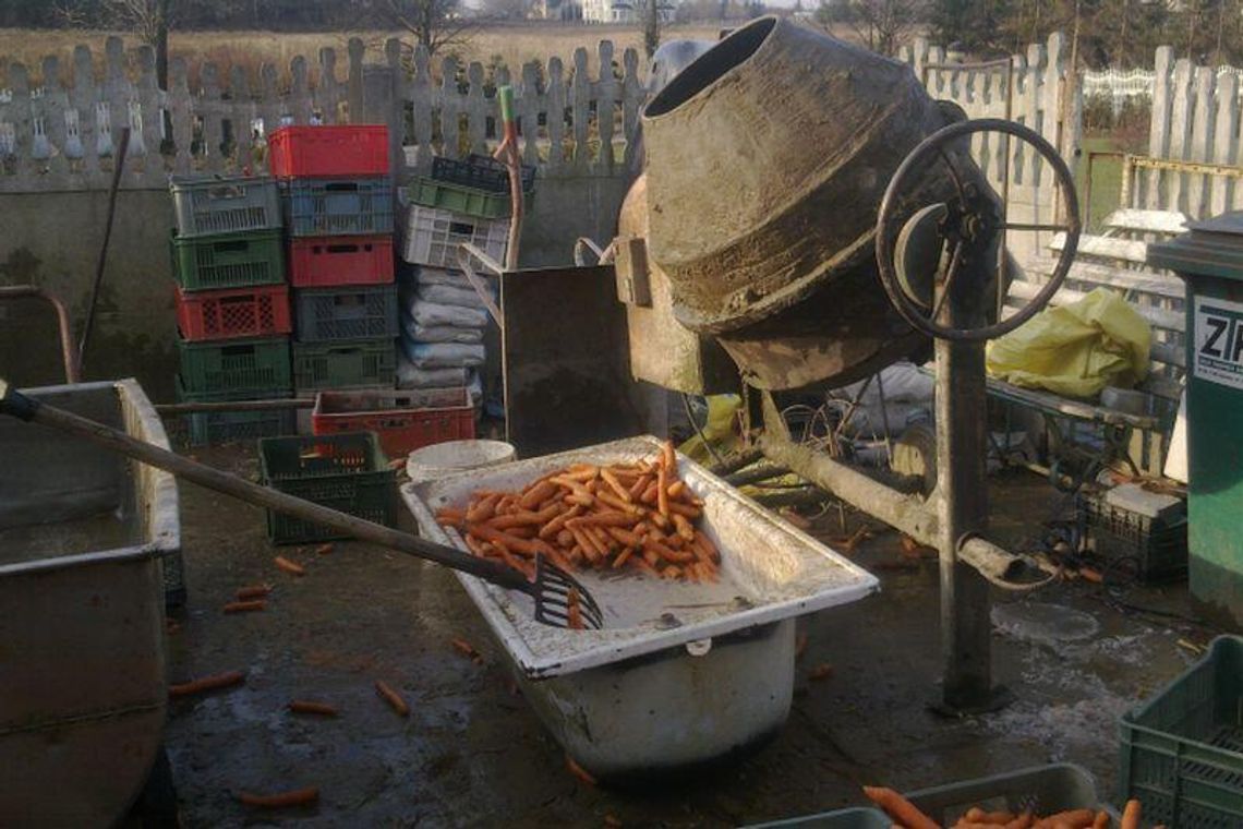 Jakubowice: Marchew myli w betoniarce, sanepid zamknął kwaszarnię kapusty