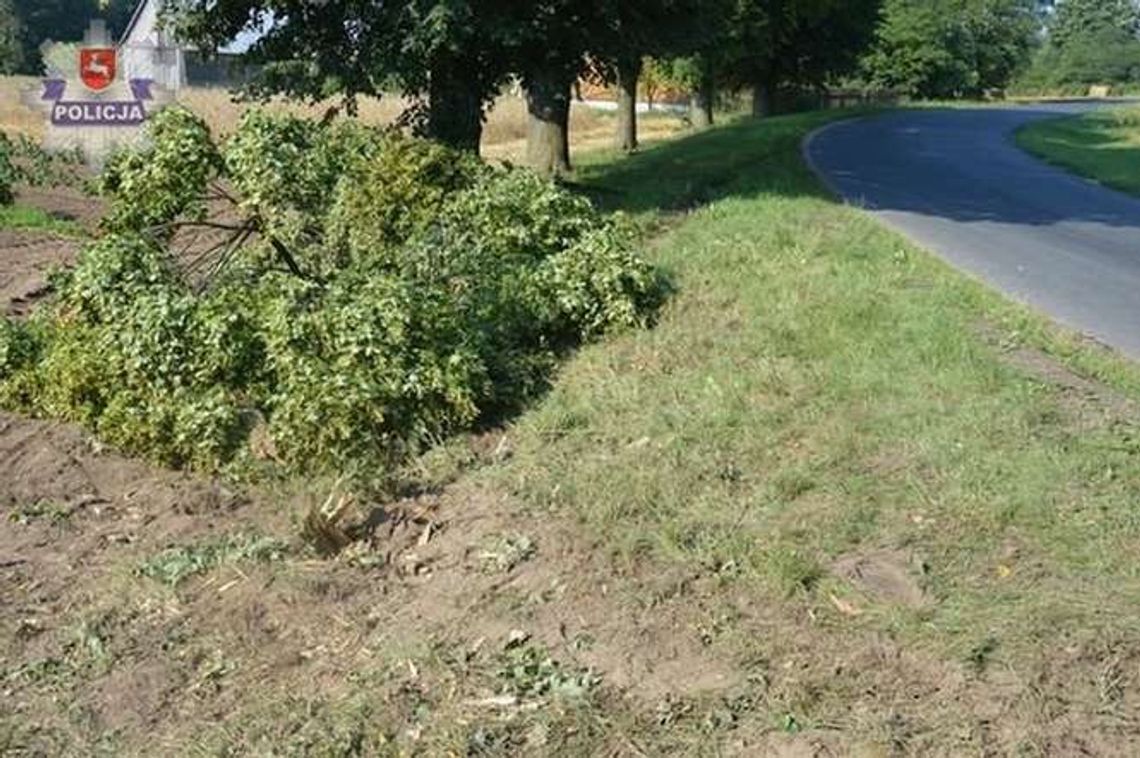 Janopol: Audi skosiło drzewo Janopol: Audi skosiło drzewo