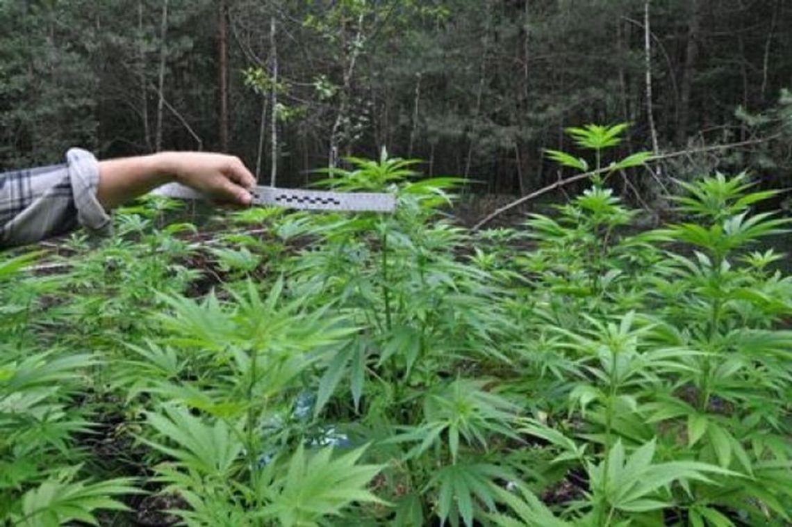 Janów Lubelski: 39 krzaków konopi w lesie