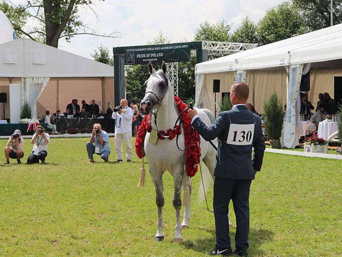 Janów Podlaski. Albano czempionem i najlepszym koniem. Przed nami aukcja
