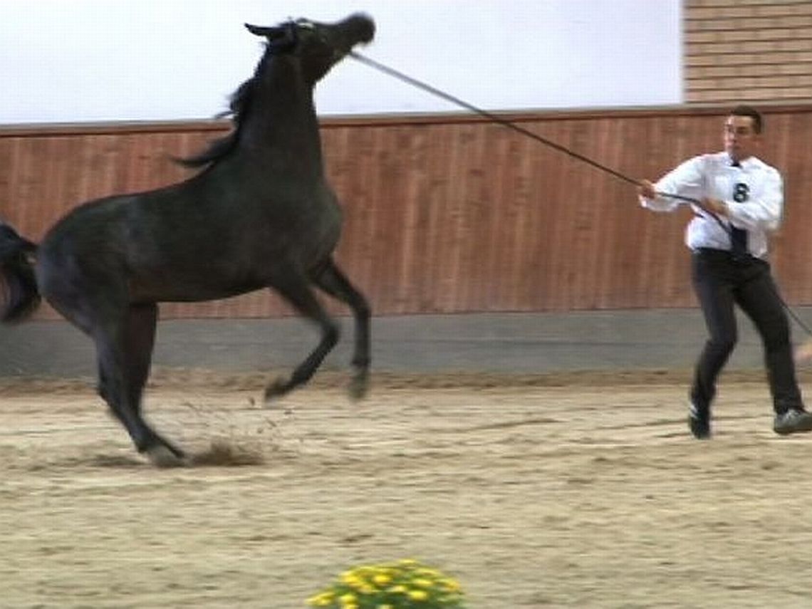 Janów Podlaski: Czempionat i aukcja w hali stadniny