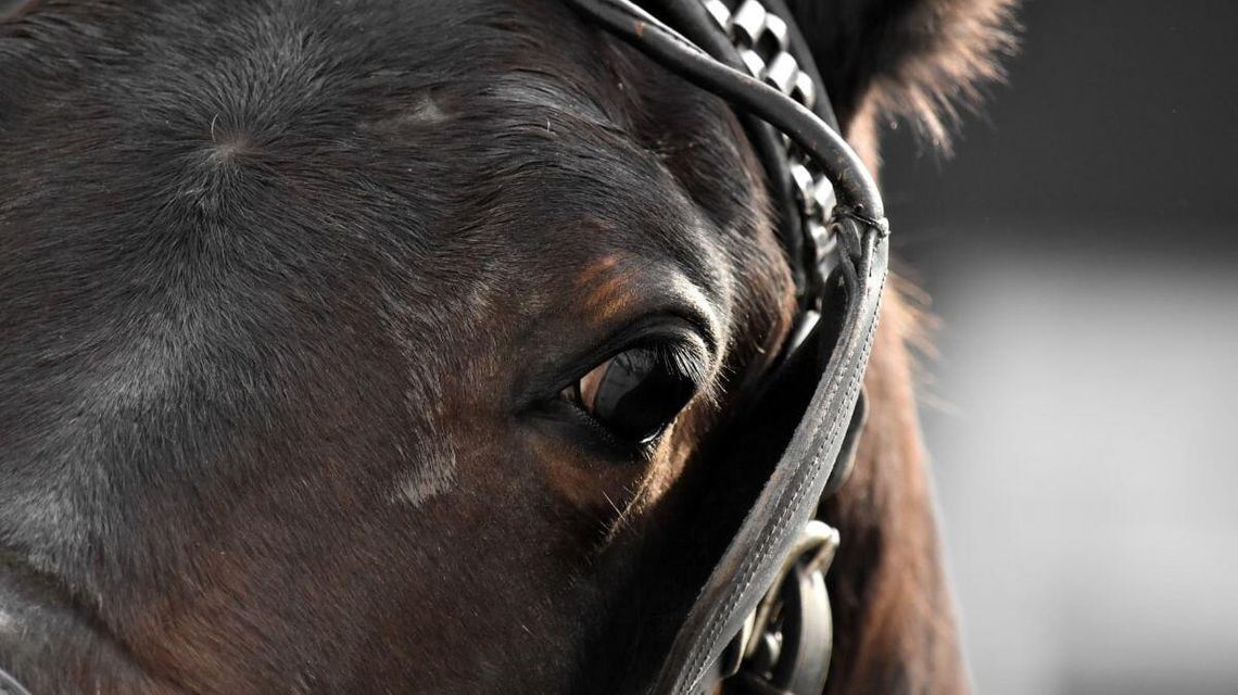 Janów Podlaski. Koń trzeźwy, z woźnicą już gorzej