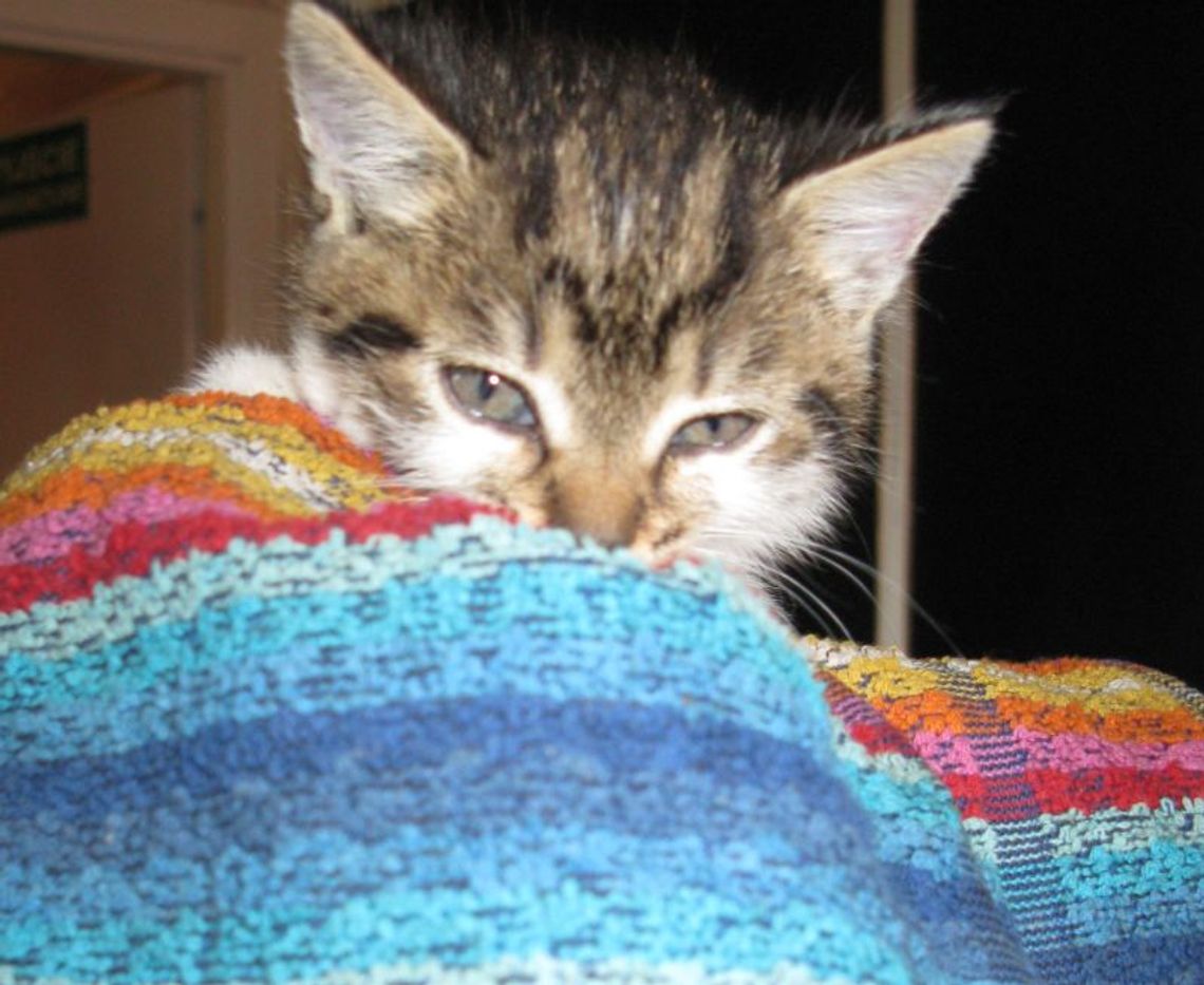 Janów Podlaski: Kot w pudełku porzucony na mrozie