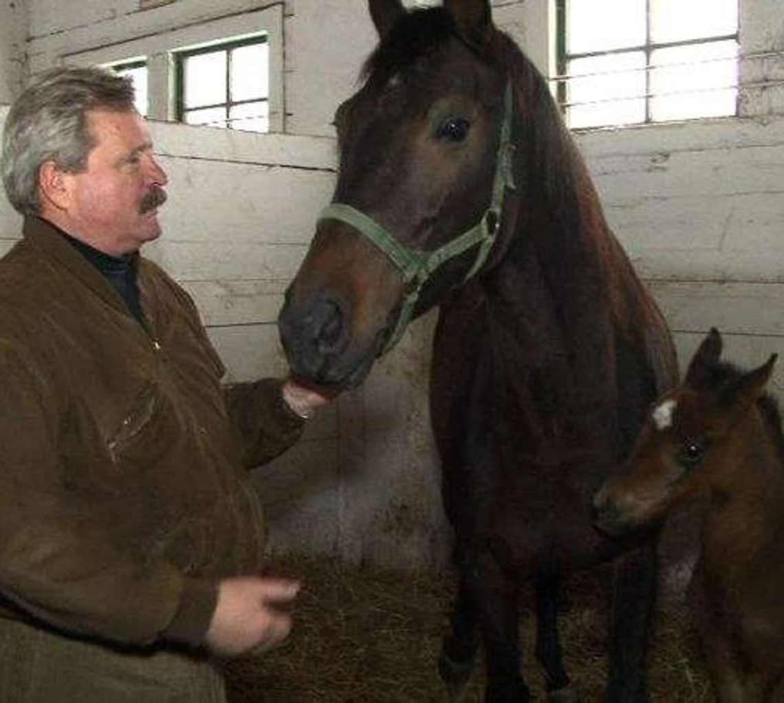 Janów Podlaski: Narodziny pierwszych tegorocznych źrebiąt Janów Podlaski: Narodziny pierwszych tegorocznych źrebiąt