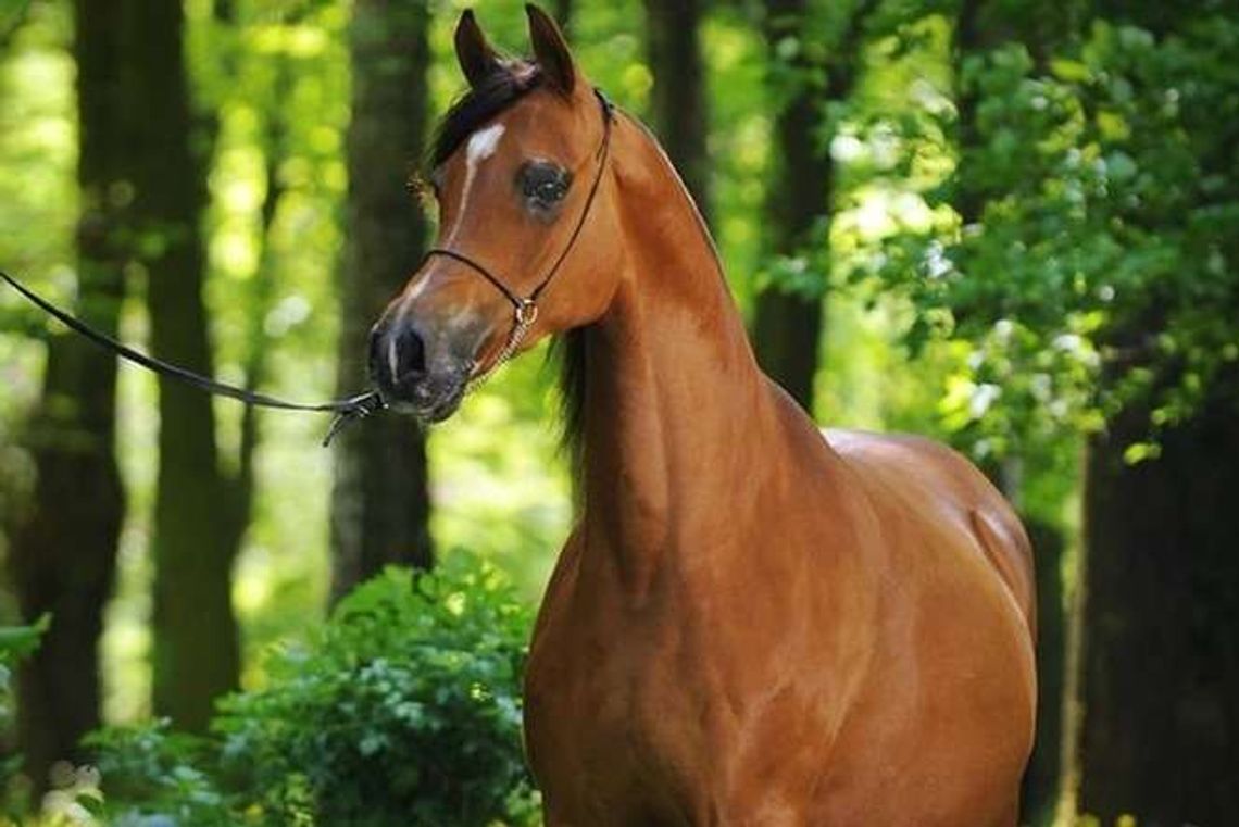 Janów Podlaski: Niewielkie ilości antybiotyków w paszy koni, nie przekroczyły normy