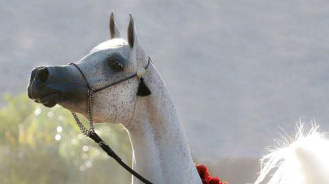 Janów Podlaski. Organizator aukcji zapewnia, że jednak sprzedał konia za 1,2 mln euro