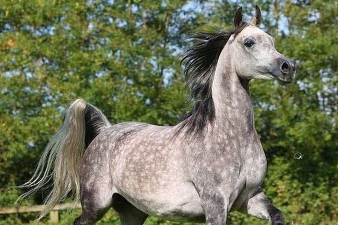 Janów Podlaski: Padła kolejna klacz należąca do Shirley Watts. Sprawę bada prokuratura 