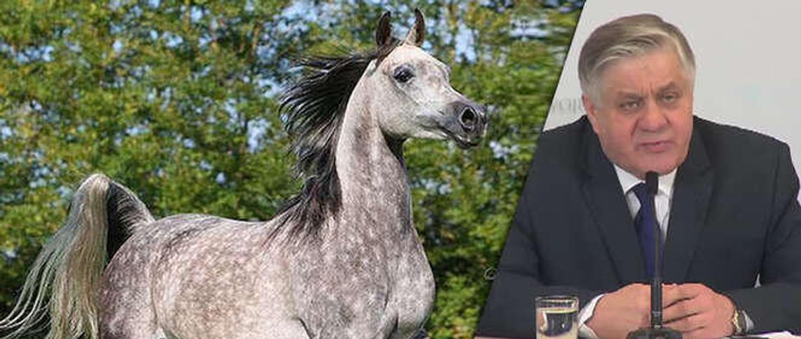 Janów Podlaski: Po śmierci koni minister chce wymiany zarządu stadniny. Były prezes: Przesądziła reakcja świata