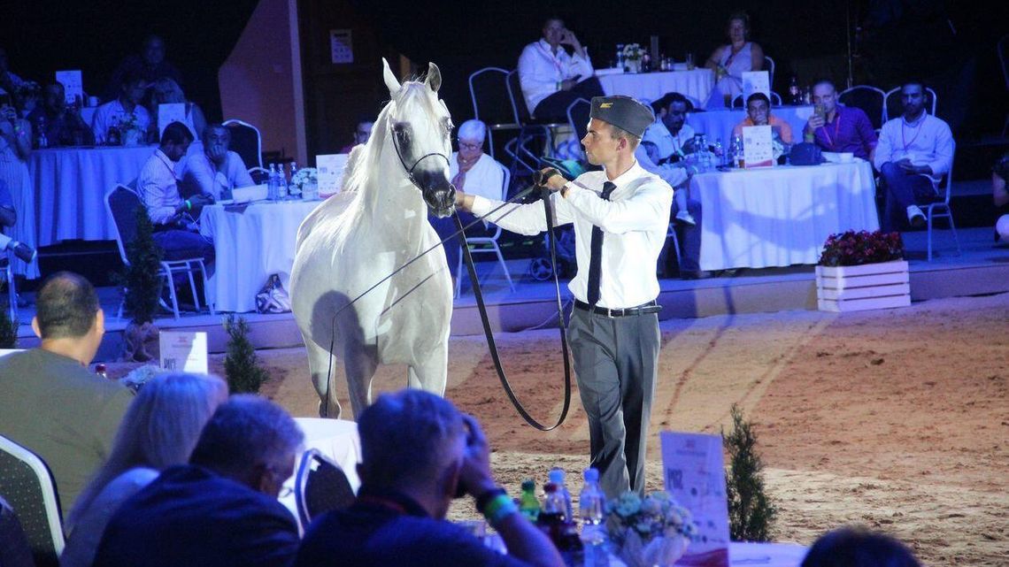 Janów Podlaski. Rekordowa liczba koni i nagród w czempionacie. Ale są też ograniczenia 