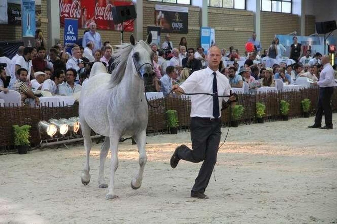 Janów Podlaski. Zawody z Arabami 