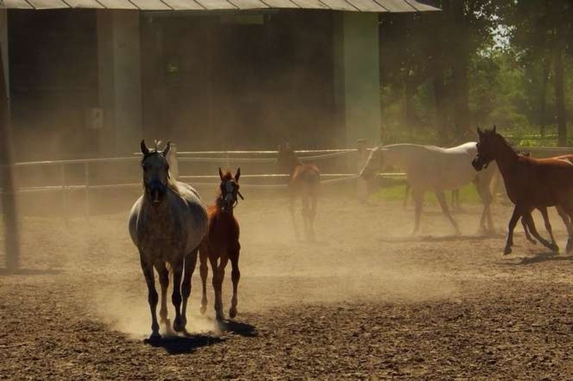 Janów: Święto Konia Arabskiego już za tydzień. Kto przyjedzie w tym roku?