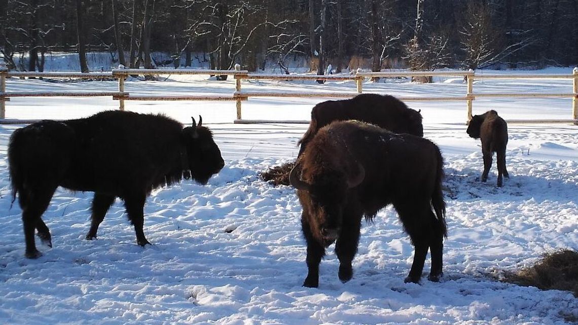 Janowit bryka po Lasach Janowskich