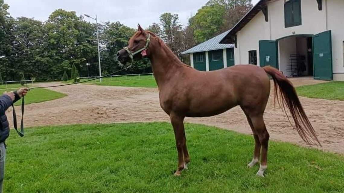 Janowska klacz wróciła z Arabii Saudyjskiej. Uda się odzyskać pieniądze za jej przetrzymywanie?