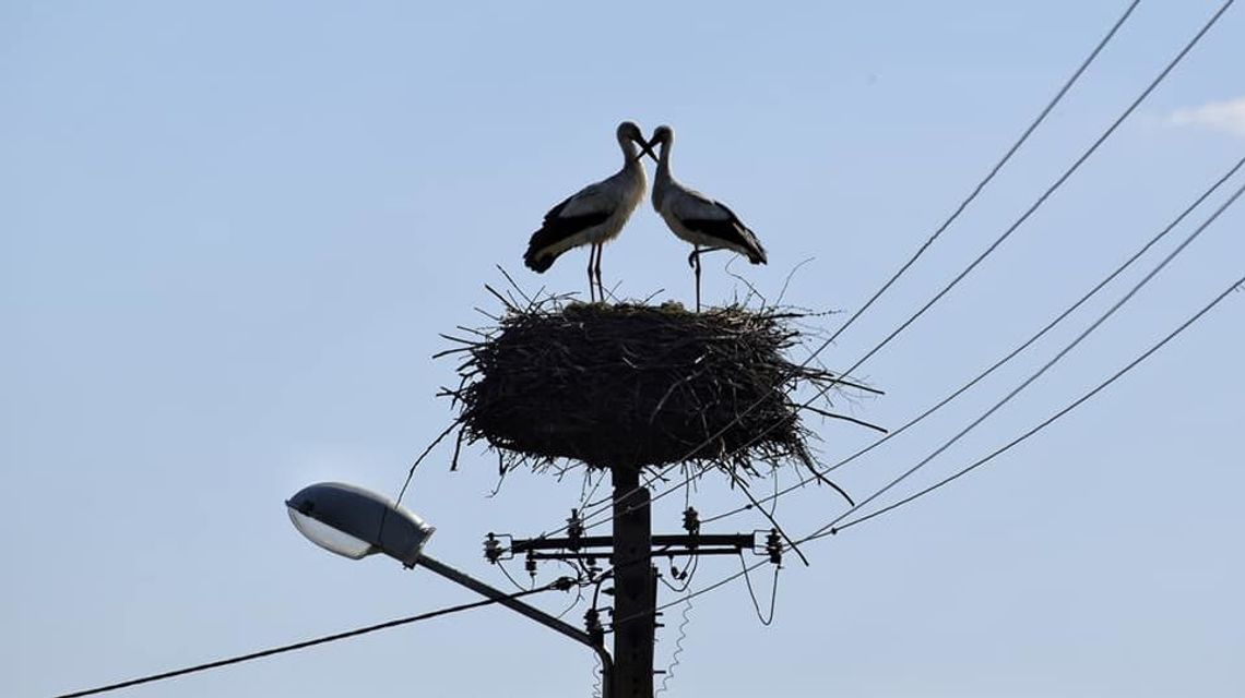 Janusz i Grażyna. Piękna bociania para świetną promocją Nowosiółek na Zamojszczyźnie