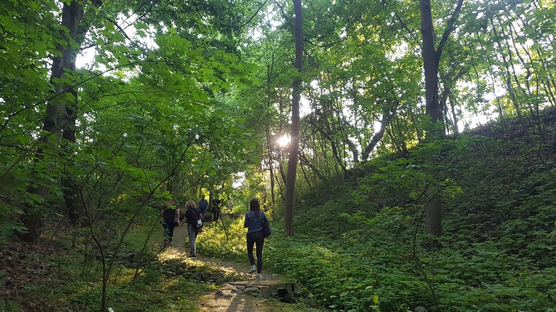 Japońskie drogi kwiatów. Shinrin-yoku czyli kąpiel leśna w Ogrodzie Botanicznym Japońskie drogi kwiatów. Shinrin-yoku czyli kąpiel leśna w Ogrodzie Botanicznym