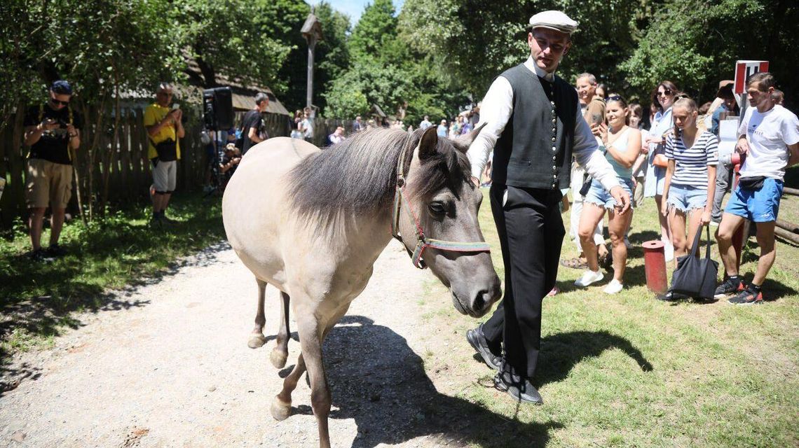Jarmark koński w Muzeum Wsi Lubelskiej 