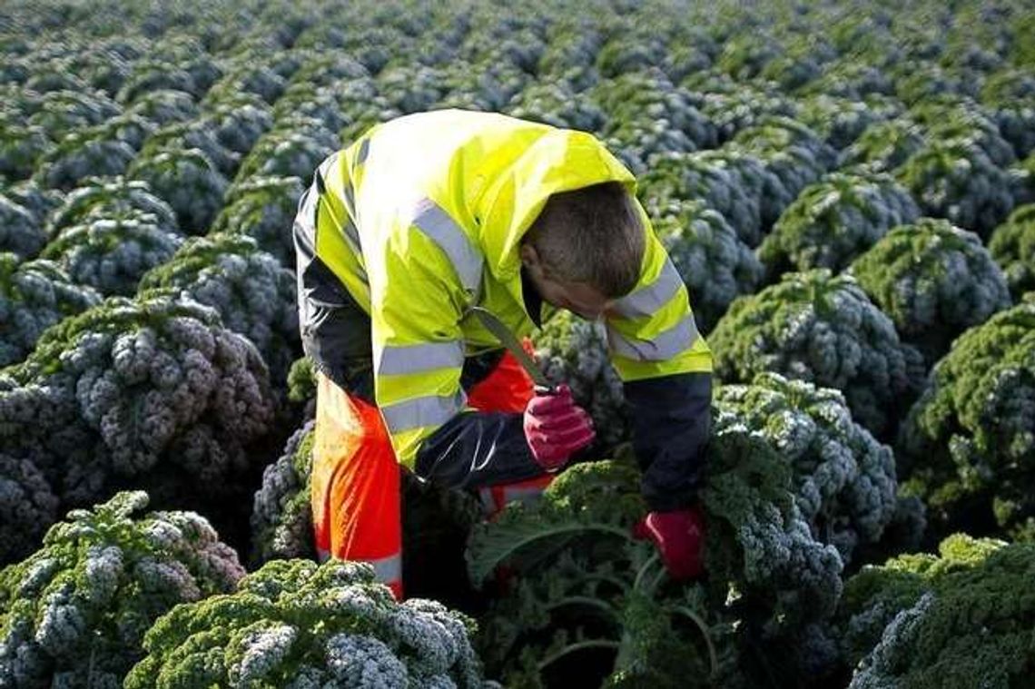 Jarmuż najlepszy po przymrozkach. Jak uprawiać jarmuż? Jarmuż najlepszy po przymrozkach. Jak uprawiać jarmuż?