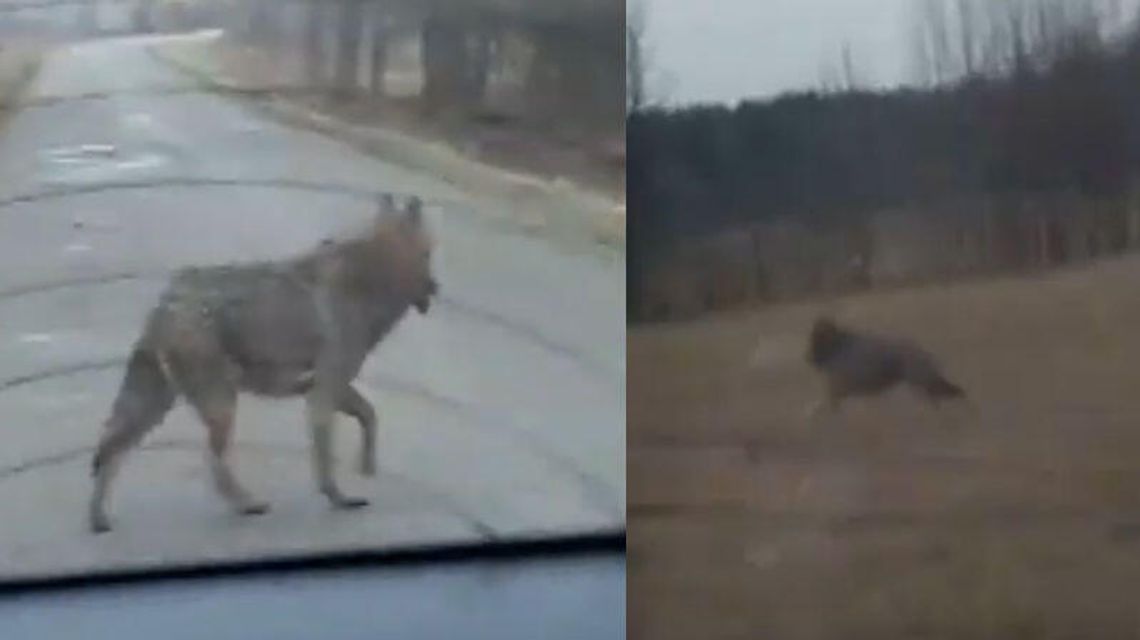 Jechali samochodem, natknęli się na wilka. "Nie trzeba panikować w takiej sytuacji" [wideo]