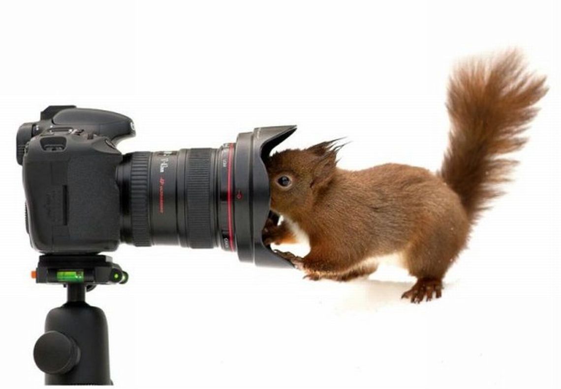 Jeden dzień z życia wiewórki (zdjęcia)