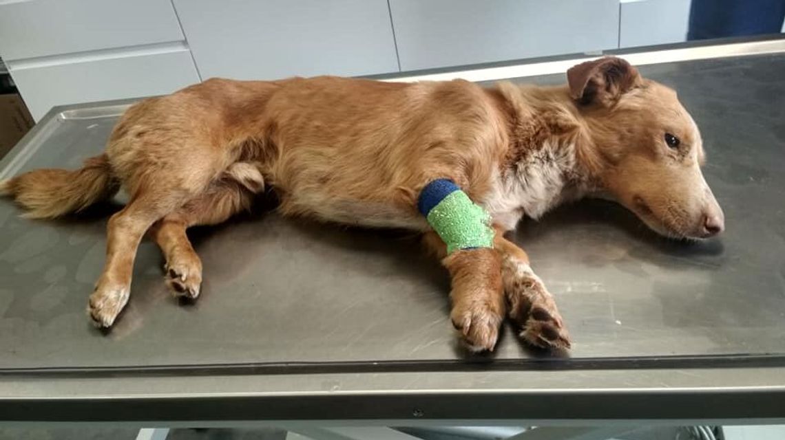 Jeden pies w worku, drugi w ziemi. Policja szuka sprawcy Jeden pies w worku, drugi w ziemi. Policja szuka sprawcy