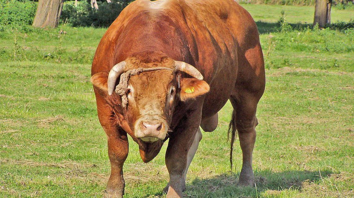 Jednego złapali, ale na wolności pozostaje 7 potężnych byków Jednego złapali, ale na wolności pozostaje 7 potężnych byków