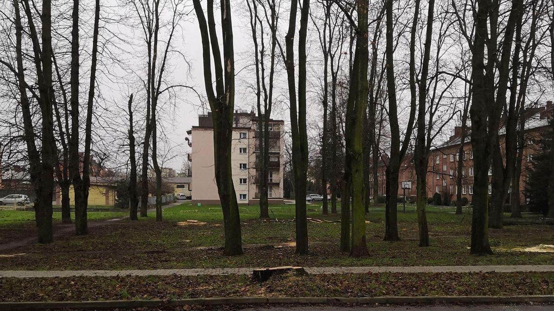 Jedni mieszkańcy Zamościa o to prosili, drudzy są przeciw. Tną drzewa w Koszarach