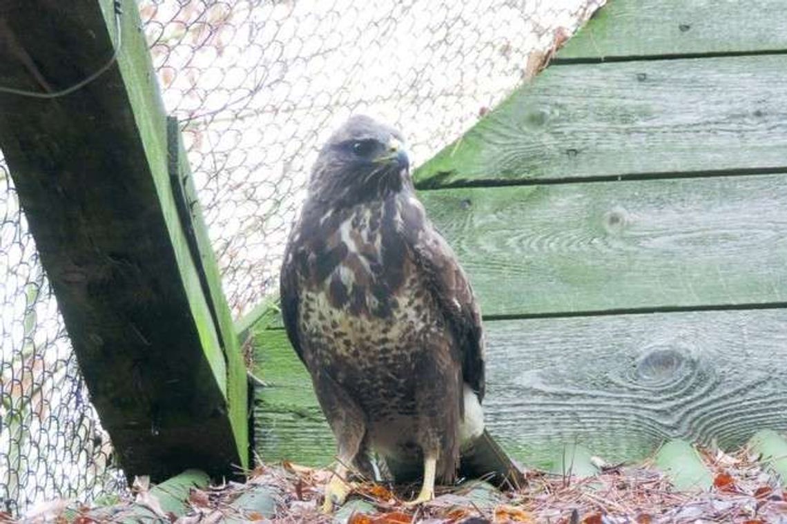 Jedni tu rosną, inni się leczą. A 434 żółwiki zimują