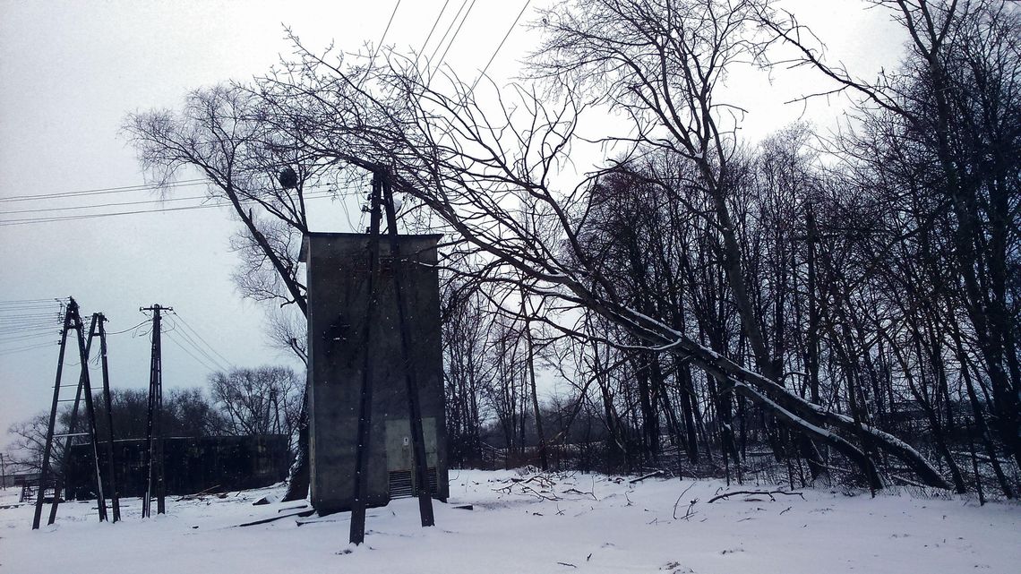 Jego drzewo, jego słup, jego problem. Energetycy radzą wynająć firmę