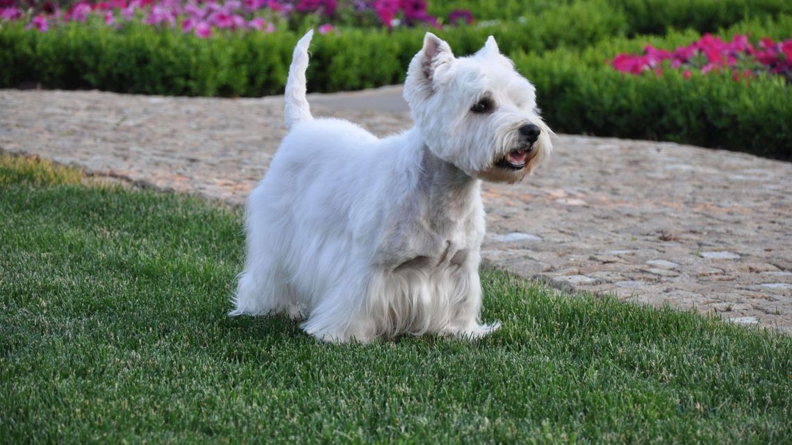 Jej psy zagryzły małego pieska sąsiadki. Zapłaciła, pieniądze trafią na fundację