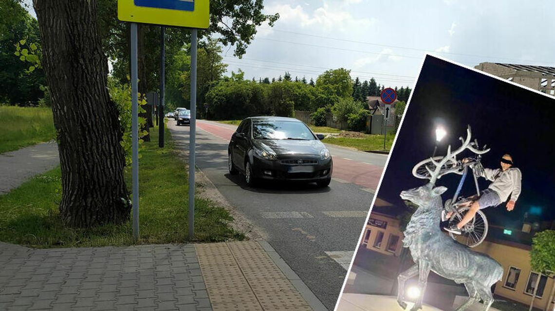 Jeleń, drzewa i miejski radny. Czyli przegląd tygodnia