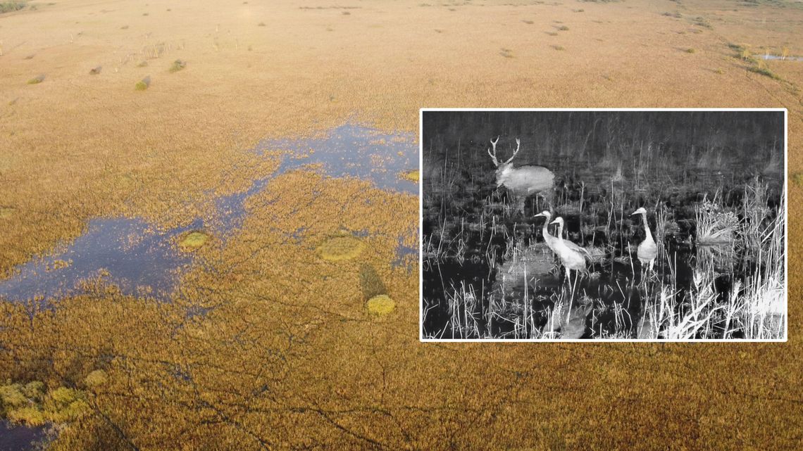 Jeleń spotyka żurawie na bagnach Poleskiego Parku Narodowego. A my możemy to oglądać