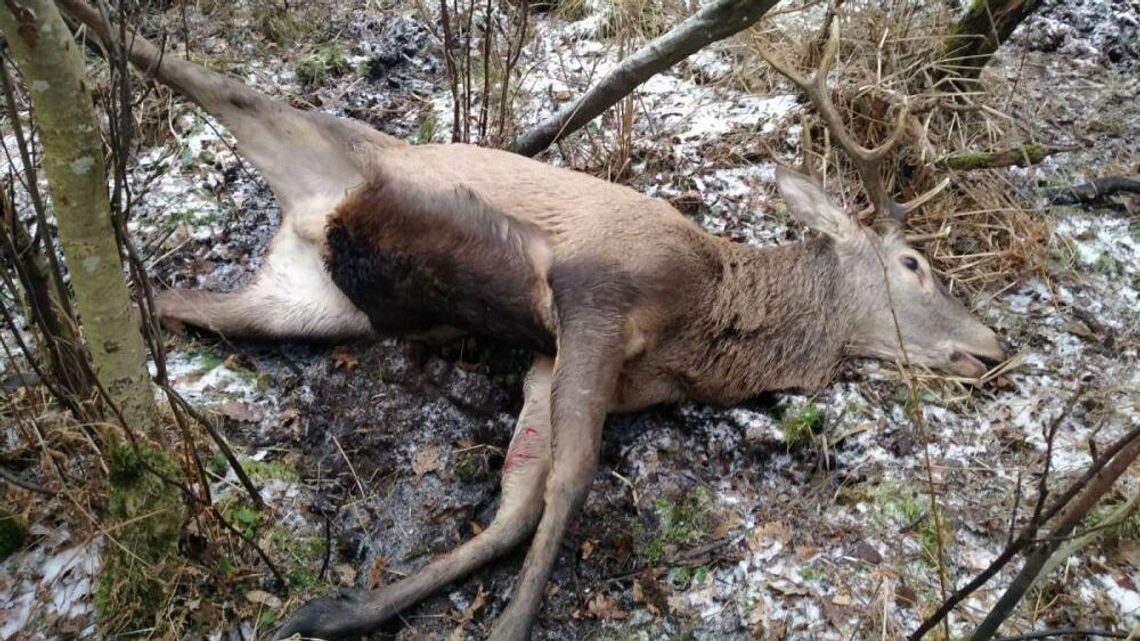 Jeleń umierał w męczarniach. Wstrząsające odkrycie w Lasach Kozłowieckich Jeleń umierał w męczarniach. Wstrząsające odkrycie w Lasach Kozłowieckich