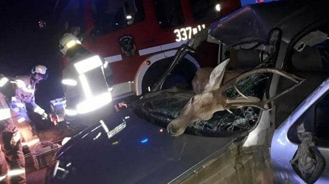 Jeleń wbiegł przed jadący samochód. Potrącone zwierzę wpadło na przednie siedzenie Jeleń wbiegł przed jadący samochód. Potrącone zwierzę wpadło na przednie siedzenie