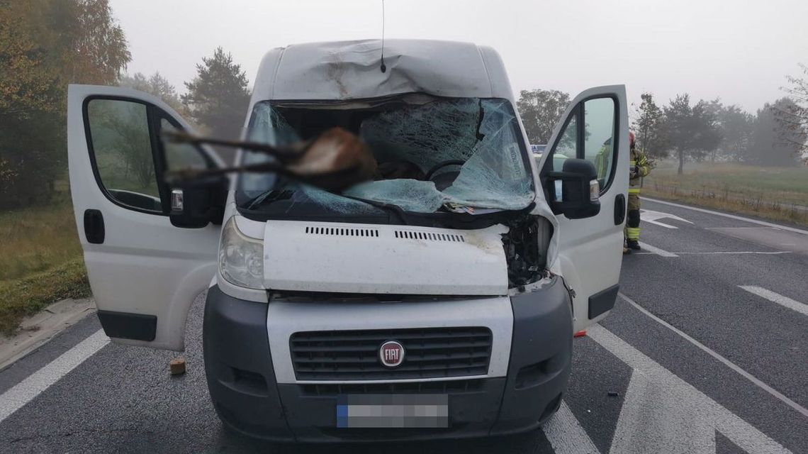 Jeleń wpadł przez szybę, kierowca w szpitalu