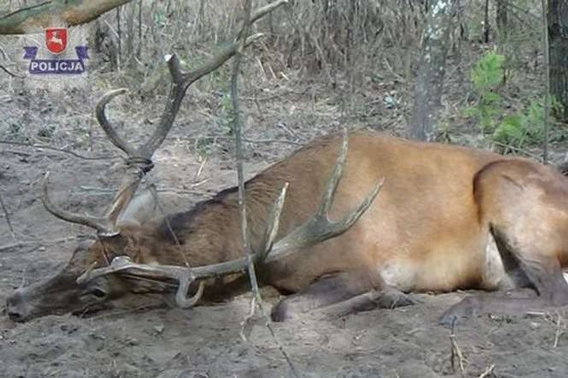 Jeleń wpadł we wnyki kłusownika. Policjanci go uwolnili