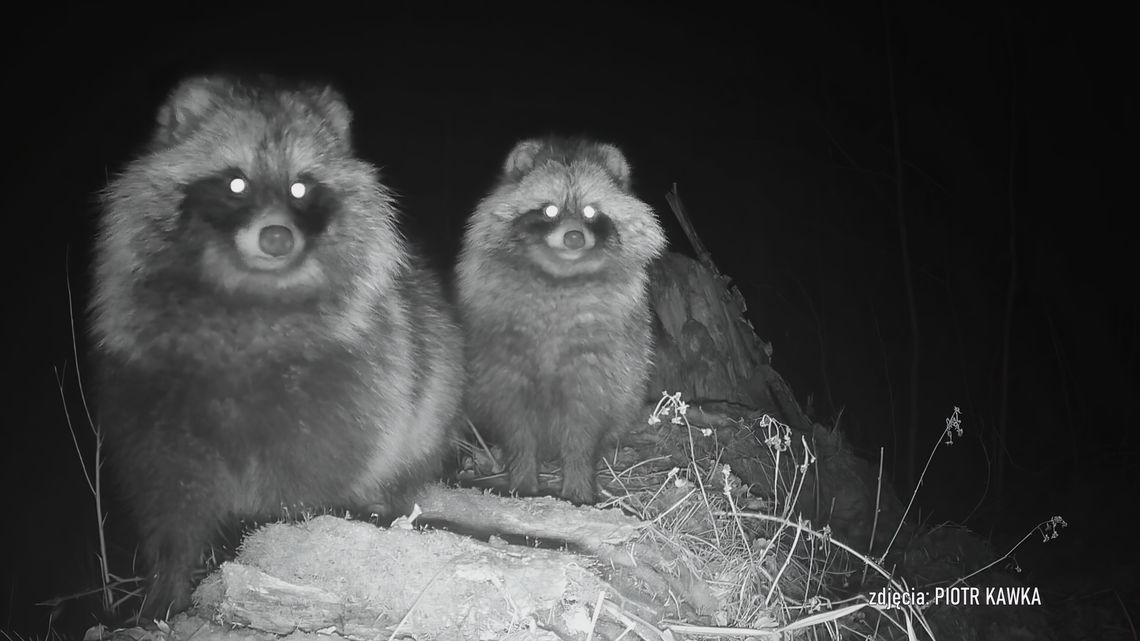 Jenoty zamieszkały w Puławach. Pozowały przed kamerą Jenoty zamieszkały w Puławach. Pozowały przed kamerą