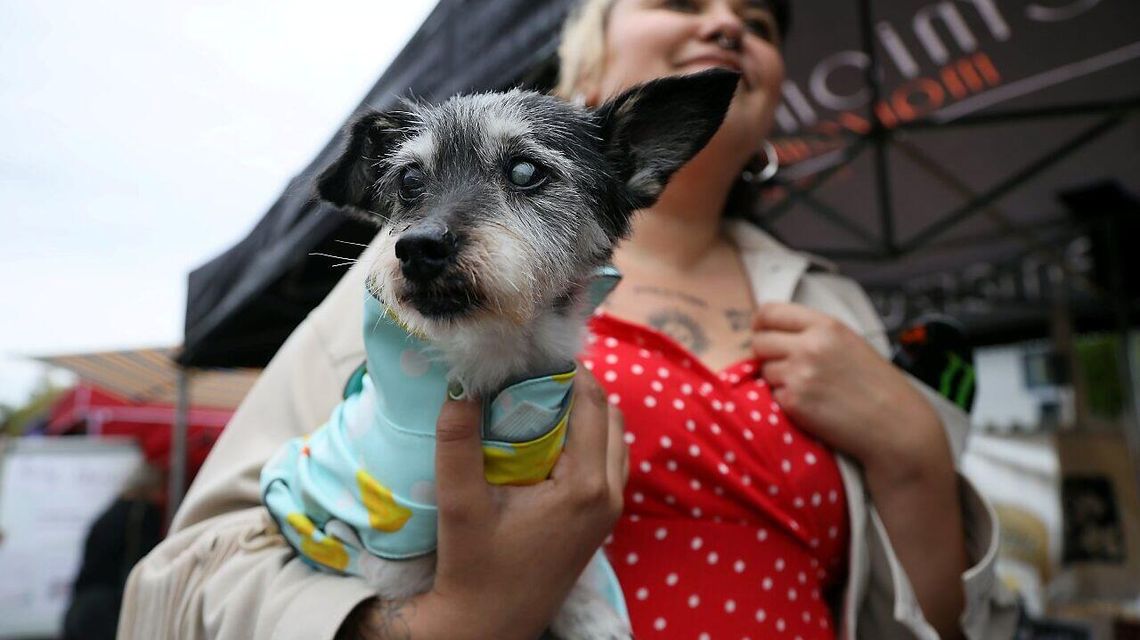 Jesienny Piknik Charytatywny na rzecz zwierząt ze schroniska