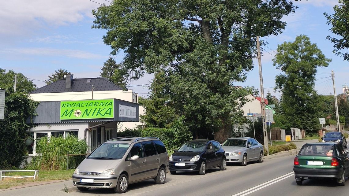 Jesion z Łęcznej będzie pomnikiem przyrody. "To drzewo pożegnało kilka pokoleń mieszkańców"