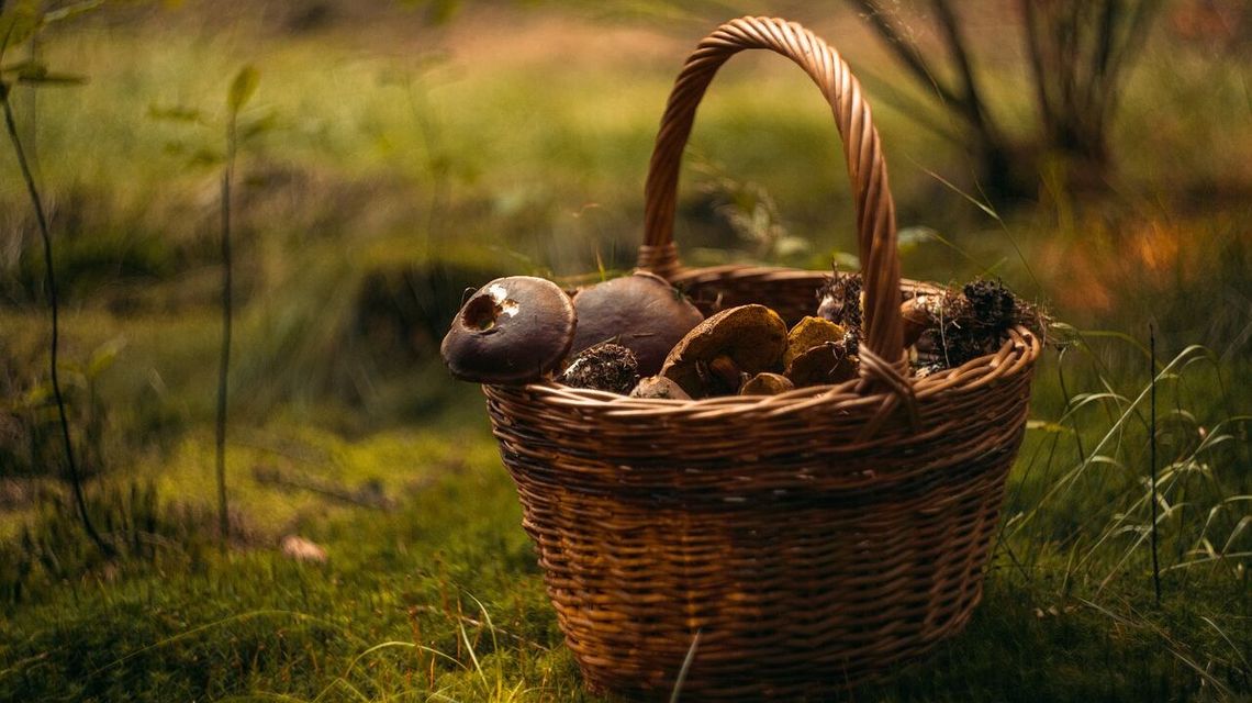 Jeśli na grzyby, to do Zamościa. Grzybobranie potrwa... trzy dni