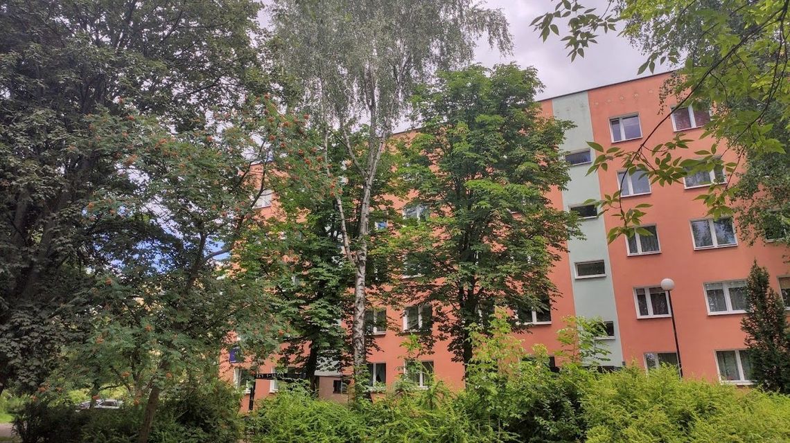 Jest decyzja w sprawie wycinki drzew na Czechowie