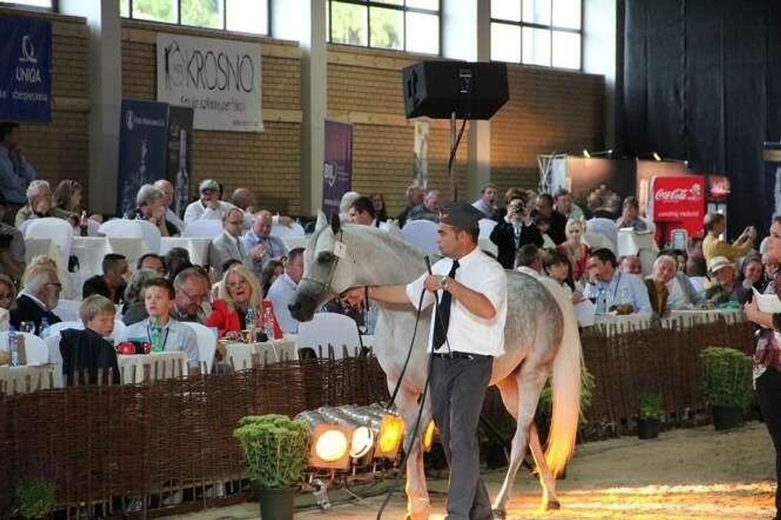 Jest lista koni na Pride of Poland 2016. Al Jazeera będzie lokomotywą?