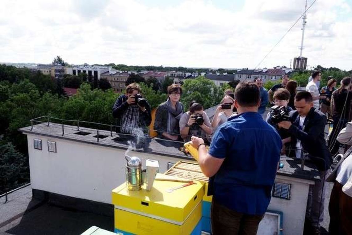 Jest pierwszy miód, pszczoły dobrze radzą sobie w Lublinie. Mieszkają na dachu KUL