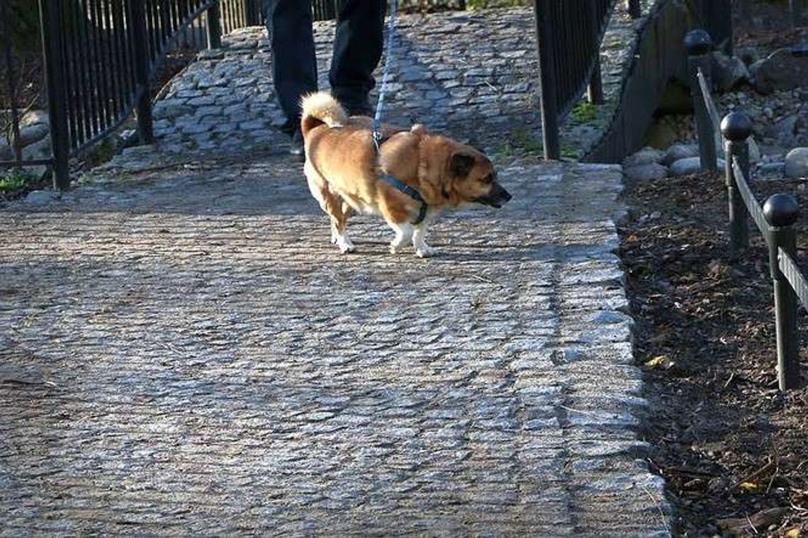 Jest wyrok w sprawie psów w Ogrodzie Saskim