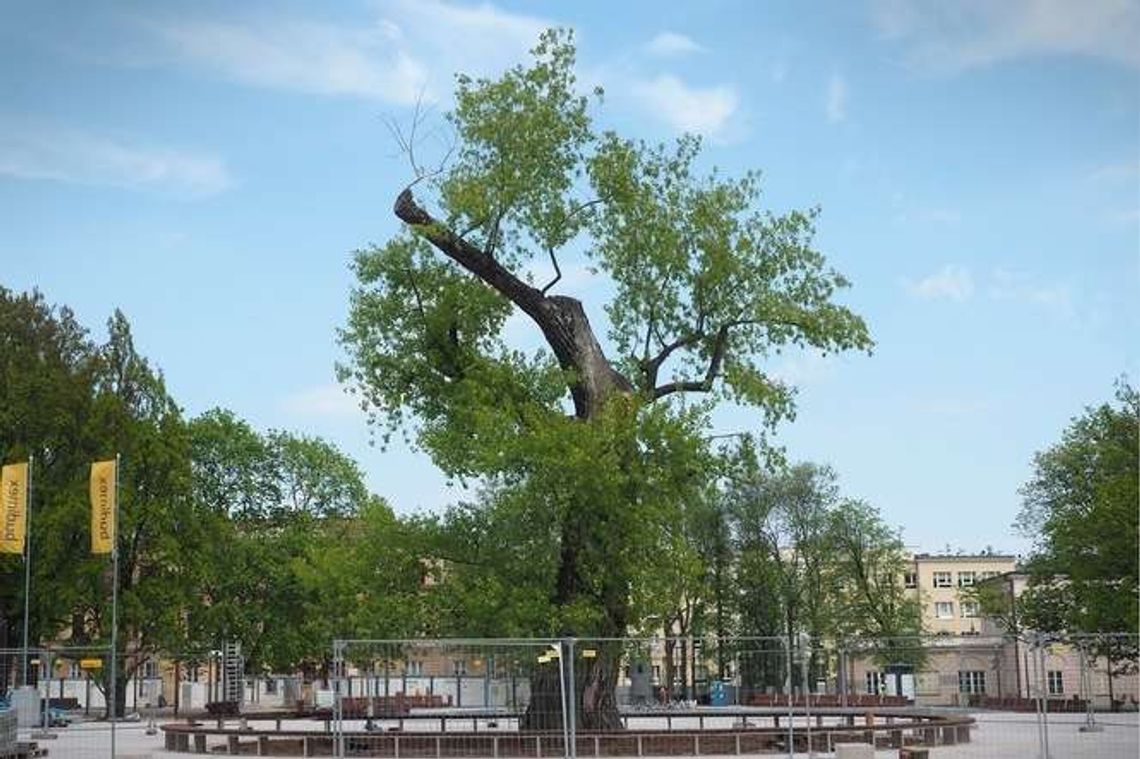 Jest zgoda na wycięcie Baobabu z pl. Litewskiego. Wiadomo co go zastąpi Jest zgoda na wycięcie Baobabu z pl. Litewskiego. Wiadomo co go zastąpi