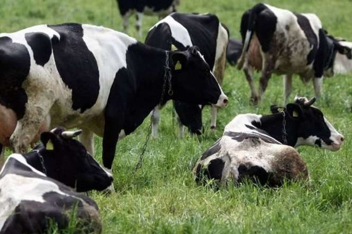 „Jestem chora” – krowa pisze SMS